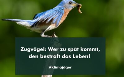 Zugvögel im Klimastress