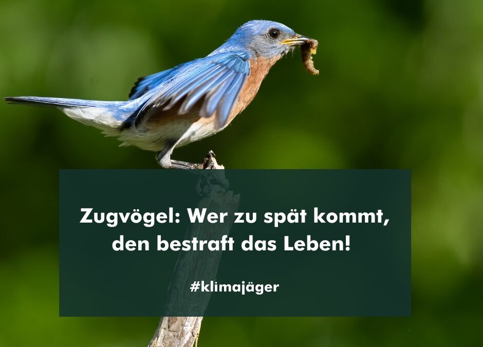 Zugvögel im Klimastress