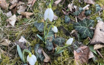 Was uns Veilchen und Schneeglöckchen verraten